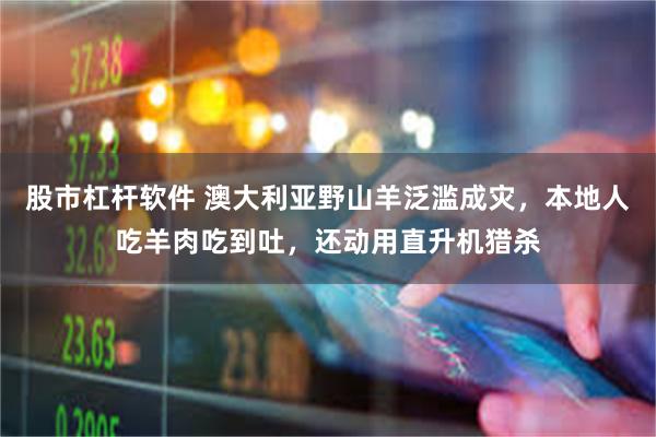 股市杠杆软件 澳大利亚野山羊泛滥成灾，本地人吃羊肉吃到吐，还动用直升机猎杀
